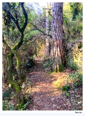 DANS LES BOIS DU JONQUIER ST ETIENNE DES SORTS-gard