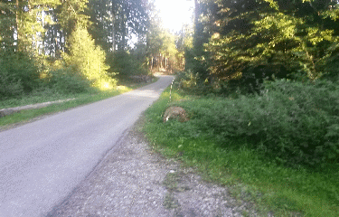 LAUSANNE - GRAND-MONT - BOIS DE VERNAND-DESSUS-suisse