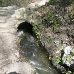 BISSE DE BAAR-suisse