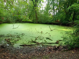 SAINT LOUIS - LA PETITE CAMARGUE ALSACIENNE-suisse