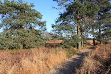 BOIS DE VIELLES FAGNES-belgique