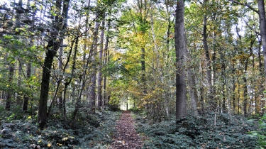 POPERINGE - HELLEKETELBOS-belgique