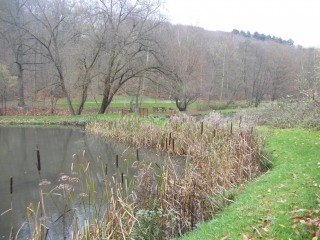 ETANGS DE LA JULIENNE ET SES BOIS ENVIRONNANTS-belgique
