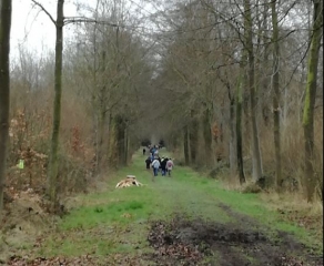 LESDAIN - BALADE EN FORET DE HOWARDRIES-belgique