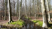 KOEKELAREBOS-belgique