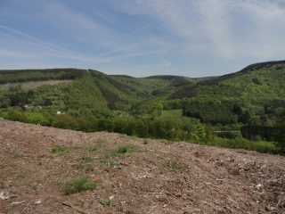 BOIS D AYWAILLE-belgique