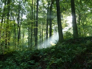 FORET DE SOIGNES-belgique