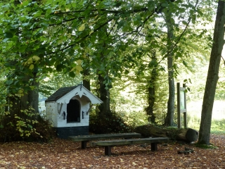 FORET DE SOIGNES-belgique