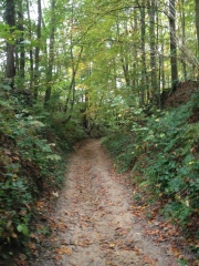 BOSSUT - NETHEN - FORET DE MEERDAAL-belgique