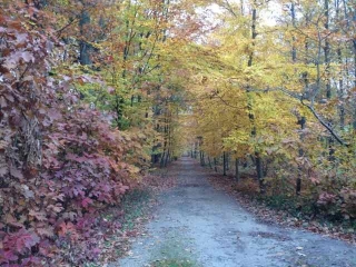 BOIS D HEVERLEE-belgique