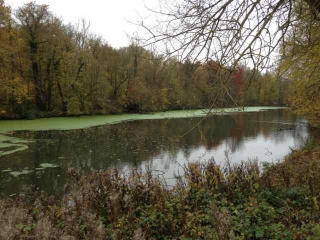 BOIS D HEVERLEE-belgique