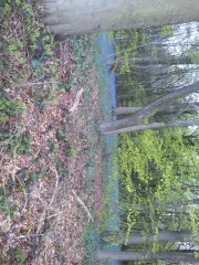 BASSE-BODEUX-belgique