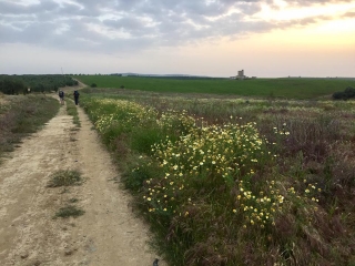CAMINO DE SANTIAGO - VIA DE PLATA - ETAPE 2 : GUILLENA - CASTILBLANCO-espagne