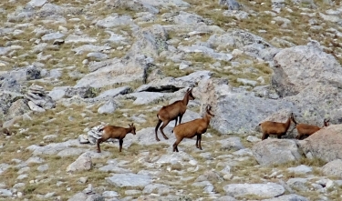 LE PUIG DE CAMPCARDOS (OU PEDROS 2915 M)  PAR MALNIU-espagne
