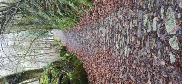 IZU DEPUIS ARANTZA-espagne