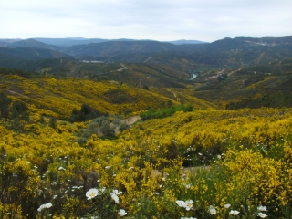 MACHIALINHO-portugal