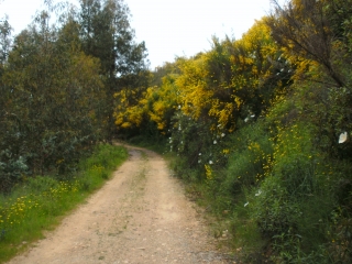 MACHIALINHO-portugal