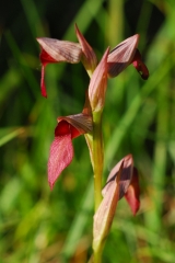 SEPX - LE SENTIER DES ORCHIDEES -haute-garonne