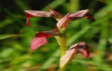 SEPX - LE SENTIER DES ORCHIDEES -haute-garonne