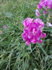 O DETOUR DES ORCHIDEES RANDONNEES  8KM-gers