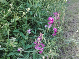 O DETOUR DES ORCHIDEES (2) -  RANDO 5KM -gers