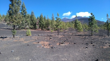 TENERIFE - MONTANA DE SAMARA-reste-du-monde