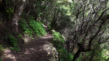 CANARIES - TENERIFE - CHAMORGA EN PASSANT PAR LE PHARE DE ANAGA-reste-du-monde