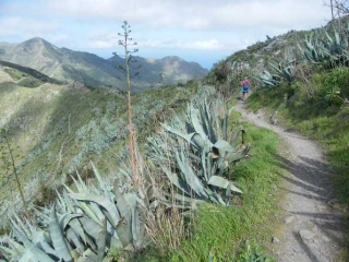TENERIFE - SANTIAGO DEL TEIDE A MASCA-reste-du-monde