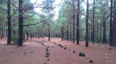 TENERIFE - SAN JOSE DE LOS LLANOS VERS CHINIERO-reste-du-monde
