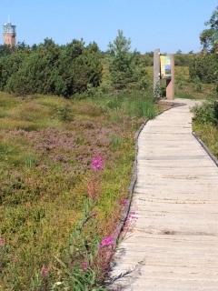 ALLEMAGNE - HORNISGRINDE-reste-du-monde