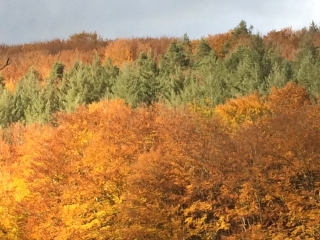 ALLEMAGNE - SEELBACH-reste-du-monde