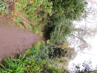 MADERE - LAVADA DE SANTO DA SERRA DO FAIAL-reste-du-monde