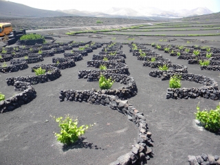 LANZAROTE - VIGNES DE LA GERIA-reste-du-monde