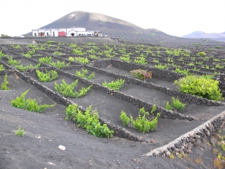 LANZAROTE - VIGNES DE LA GERIA-reste-du-monde