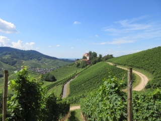 ALLEMAGNE - AUTOUR DE DURBACH SUR LE CHEMIN  DURBACHER WEINPANORAMA-reste-du-monde