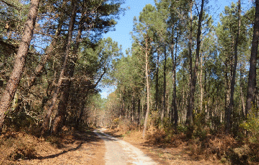RANDO LAPOUYADE 13.9 KM-gironde
