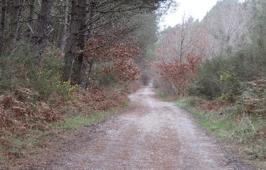 RANDO LA BREDE 18 KM-gironde
