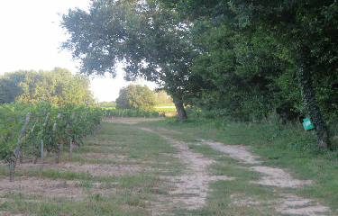 RANDO CIVRAC-DE-BLAYE 14.1 KM-gironde