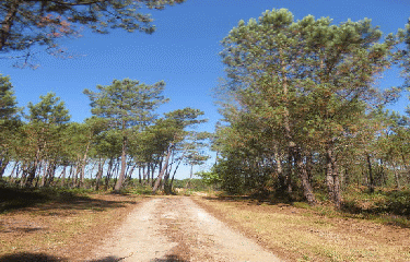 DONNEZAC - CORIGNAC 10.5 KM-gironde