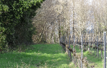 RANDO TIZAC-DE-LAPOUYADE 11 KM-gironde