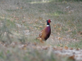 ST-CAPRAIS-DE-BORDEAUX-QUINSAC-CAMBES -BOUCLE 5 CDC-PORTES DE L’ENTRE-MERS-gironde