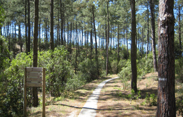 Entre lac et ocean-gironde