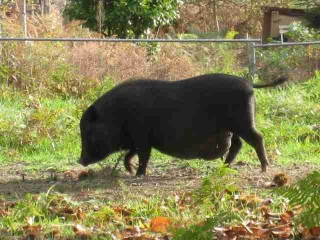 SAINTE-HELENE-gironde