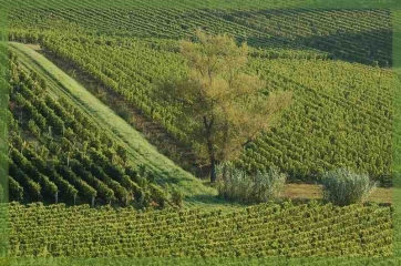 SIMARD - SAINT-EMILION-gironde