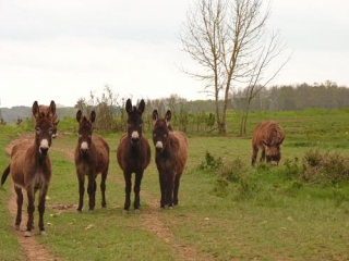 SAINT ANDRE-ET-APELLES-gironde
