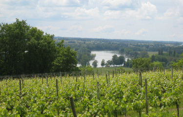 AUTOUR DE PAILLET-gironde