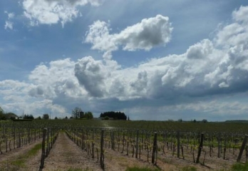 ST-QUENTIN-DE-CAPLONG-gironde