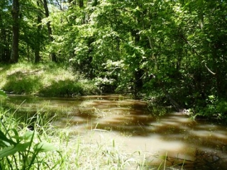 ST-QUENTIN-DE-CAPLONG-gironde