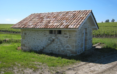 Vignes du Medoc-gironde