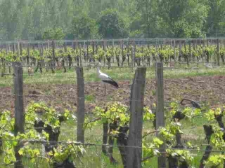 SAINT-TROJAN-gironde